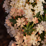 Verbena Vera Compact Apricot